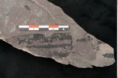 Foto (Detailansicht) von Taeniopteris vittata Brongniart (NHMW-GEO-2024-0188-10485)